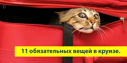 11 главных вещей, которые надо взять в круиз